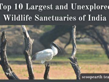 Largest and Unexplored Wildlife Sanctuaries of India