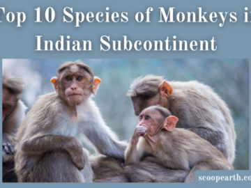 Species of Monkeys in Indian Subcontinent