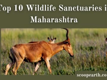 Wildlife Sanctuaries in Maharashtra