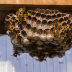 Wasp Control Canberra