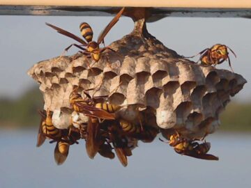 How Could Honey Bee And Wasp Removal Be Done Reasonably?