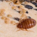 bed bug and larvae