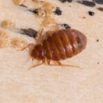 There Are 4 Diy Techniques You May Use To Eradicate A Bed Bug Problem