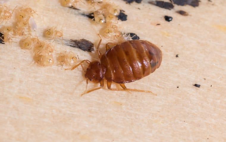 There Are 4 Diy Techniques You May Use To Eradicate A Bed Bug Problem