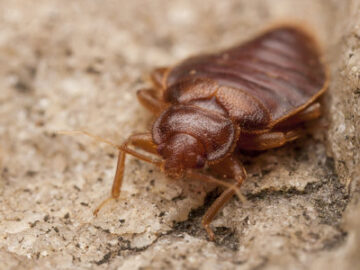 bed bugs 5