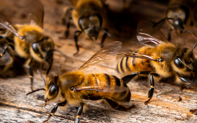 6 Different Ways Getting Honey Bees Out Of Your Yard Is Simple And Sound