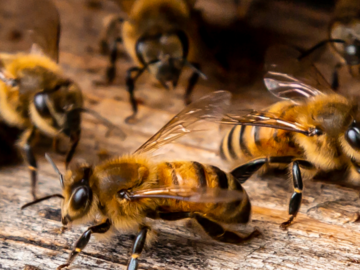 The Most Effective Method To Dispose Of Honey Bees