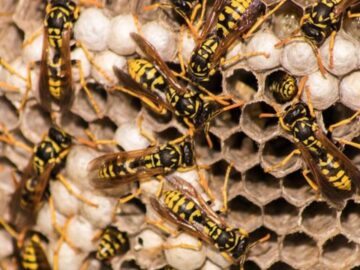 Various Strategies To Control Honey Bee And Wasp Pervasion