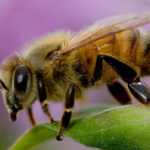 Fundamental Stunts To Keep Honey Bee Out Of Your Home
