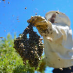 Most Effective Ways To Give The Solution For Wasps And Honey Bee Stings Something To Do