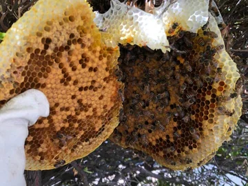 Common Ways To Keep Carpenter Bees Away