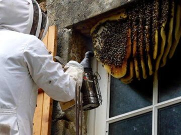 5 Hints To Getting Honey Bees Far From You And Your Home