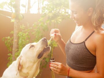 Why Should You Buy CBD Topical Spray for Your Dog?