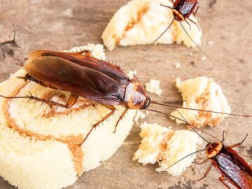 Cockroach Pest Control Tips You Must Follow At Your New Home