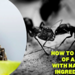 How to Get Rid of Ants in Your House and Yard