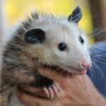 How To Possum Verification Your Rooftop