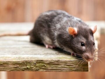 Urgently Required Rodent Pest Control Services – Call Us!
