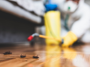 3 Things To Remember To Stay Away From Pest Control Slip-ups