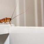 Signs When You Need To Contact A Pest Control Company