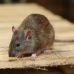 Need Rodent Control Services To Keep Your House Rodents And Mice Free- Contact Us!
