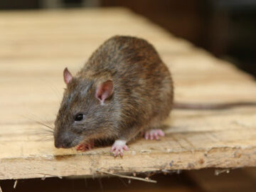 Need Rodent Control Services To Keep Your House Rodents And Mice Free- Contact Us!