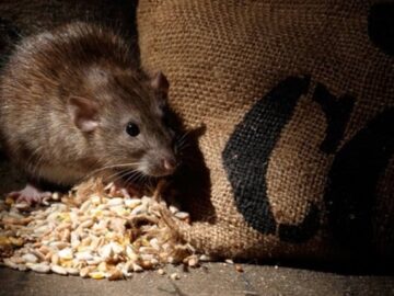 What Are The Best Ways To Prevent Your Home From Rodents