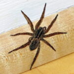 Steps You Can Follow For Detection Of Spiders In Home