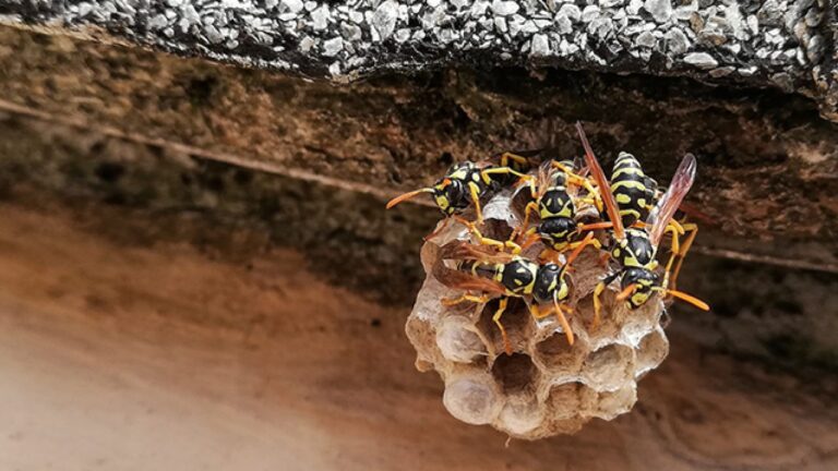 wasp nest 1280x720 1