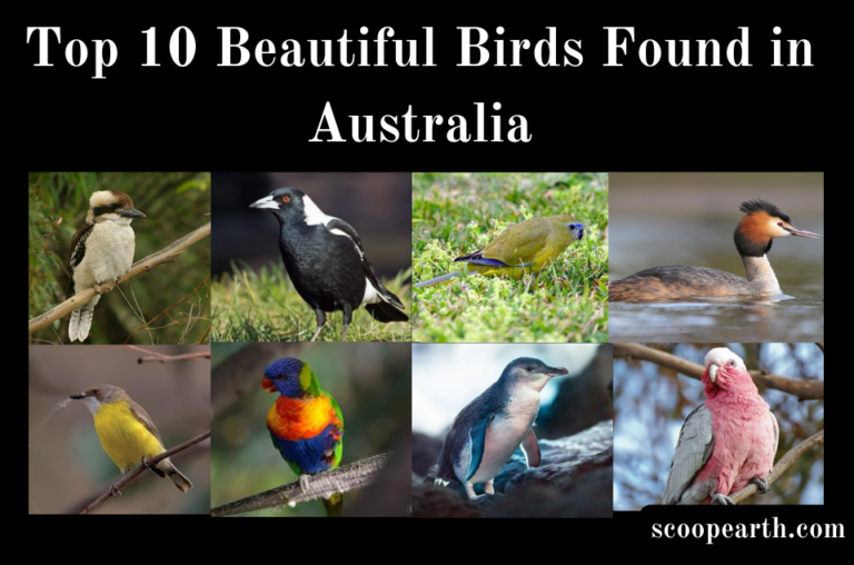 Beautiful Birds Found in Australia