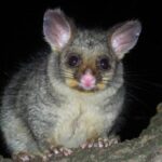 What To Do On The Off Chance That A Possum Tears Into You?