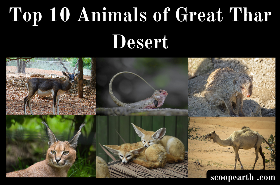 Top 10 Animals of Great Thar Desert