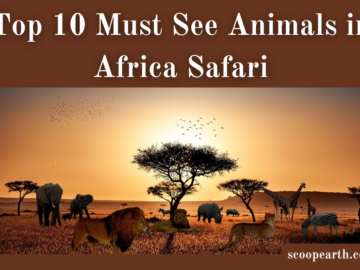 Must See Animals in Africa Safari