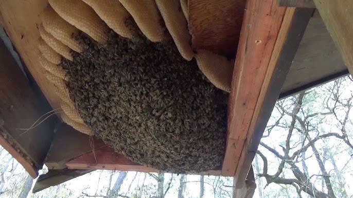 bee removal0