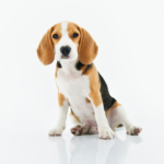 A Comprehensive Guide to Help You Find the Right Dog Groomer in Las Vegas