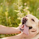 How to Find Pet-Friendly Drug Rehabs