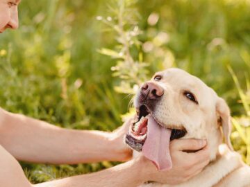 How to Find Pet-Friendly Drug Rehabs