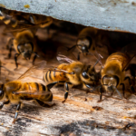 What Services Do Bee And Wasp Removal Experts Give For Kid & Pet Safety?
