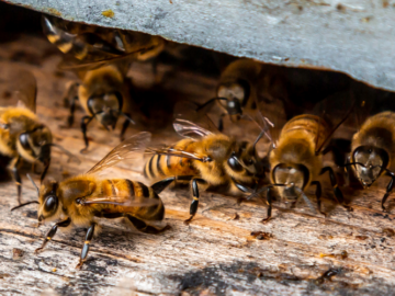 What Services Do Bee And Wasp Removal Experts Give For Kid & Pet Safety?