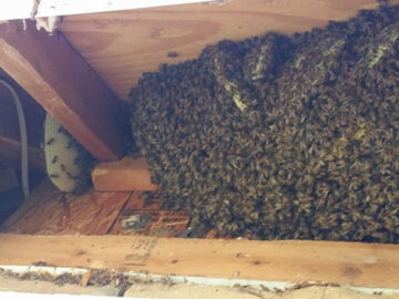 Different Methodologies To Control Honey Bee And Wasp Infiltration