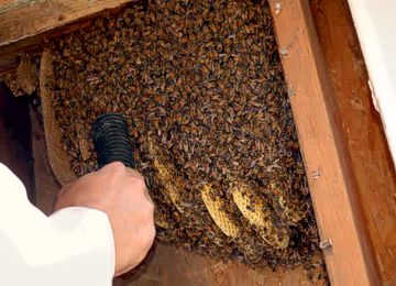 wasp nest removal 1