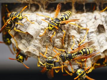 wasp removal 9
