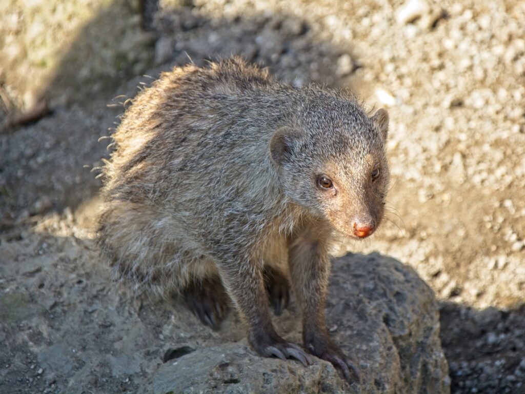 zebra mongoose 4091788 1920 1