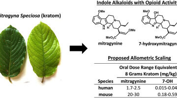 Understanding How Kratom Works: Its Alkaloids and Properties Explored.