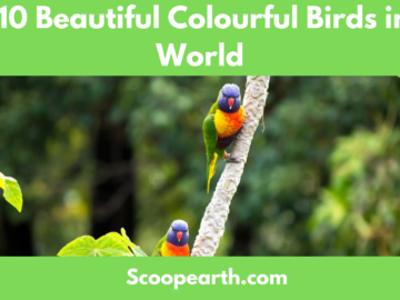 Top 10 Beautiful Colourful Birds in the World
