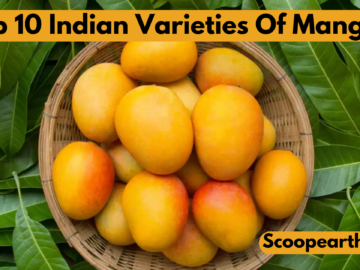 Indian Varieties Of Mangoes