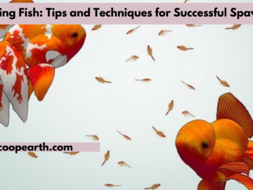 Breeding Fish: Tips and Techniques for Successful Spawning