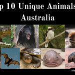 Unique Animals in Australia