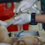 Buying Veterinary Supplies Online: How to Ensure Authenticity