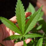 Is THCV Helpful for Weight Loss?