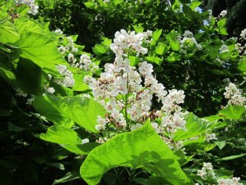 The History of Catalpa Species: A look at the History of the Different Catalpa Species and Their Origins